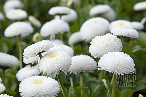 BELLIS_PERENNIS_WHITE_BUTTONS