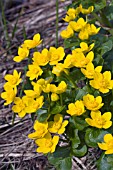 CALTHA PALUSTRIS