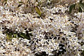 CLEMATIS ARMANDII APPLE BLOSSOM