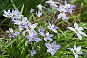 IPHEION UNIFLORA WISLEY BLUE