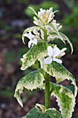 LUNARIA ANNUA ALBA VARIEGATA