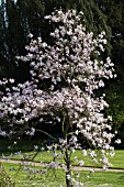 MAGNOLIA STELLATA ROSEA