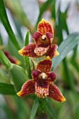 MAXILLARIA BEN BERLINER