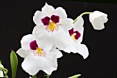 MILTONIA HERR ALEXANDRE