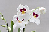 MILTONIA HERR ALEXANDRE