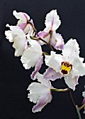 ODONTOCIDIUM PINK & WHITE HYBRID