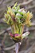 PAEONIA DELAVAYI