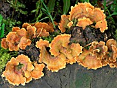 COLIOLUS VERSICOLOR SUBTOMENTOSUM (MANY ZONED POLYPORE)