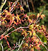 ACER PALMATUM SANGO-KAKU