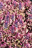 AJUGA REPTANS BURGUNDY GLOW