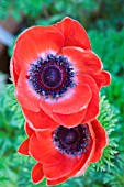 ANEMONE CORONARIA MONA LISA RED