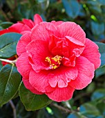 CAMELLIA JAPONICA LADY CLARE