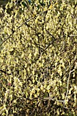 CORYLOPSIS GLABRESCENS