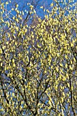 CORYLOPSIS SINENSIS VAR WILLMOTTIAE