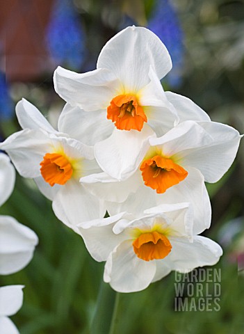 NARCISSUS_CRAGFORD