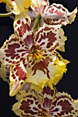 ODONTOCIDIUM HENSUELI ISLER