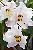 ODONTOCIDIUM PINK & WHITE HYBRID