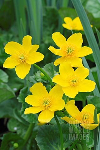 CALTHA_POLYPETALA