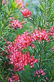 GREVILLEA ROSMARINIFOLIA