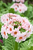 PRIMULA JAPONICA APPLE BLOSSOM