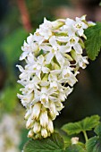 RIBES SANGUINEA GLUTINOSA INVERNESS WHITE