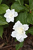 TRILLIUM GRANDIFLORUM FLORE PLENO