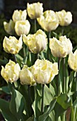 TULIPA CREAM LIZZARD