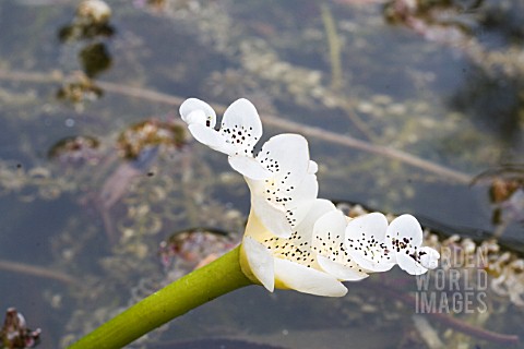 APONOGETON_DISTACHYOS