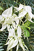 CLIANTHUS PUNICEUS ALBUS