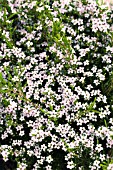 DIOSMA ERICOIDES PINK FOUNTAIN