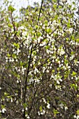 ENKIANTHUS CAMPANULATUS