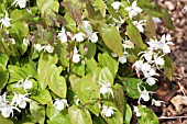 EPIMEDIUM X YOUNGIANUM NIVEUM