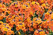 ERYSIMUM APRICOT DELIGHT