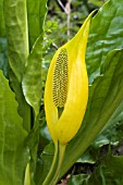 LYSICHITON AMERICANUS