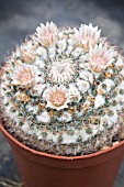 MAMMILLARIA MAMRISCOLOR