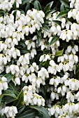 PIERIS JAPONICA CAVANTINE
