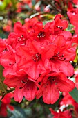 RHODODENDRON ELIZABETH