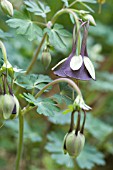 AQUILEGIA VIRIDIFLORA