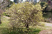 ENKIANTHUS CAMPANULATUS