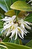 ILLICIUM ANISATUM