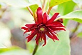 ILLICIUM FLORIDANUM