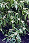 OSMANTHUS DECORUS