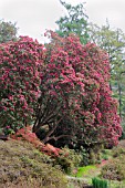 RHODODENDRON CORNISH ARBOREUM