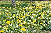 TARAXACUM & PRIMULA