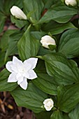 TRILLIUM GRANDIFLORUM FLORE PLENO