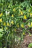 UVULARIA GRANDIFLORA