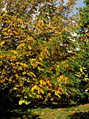 PTEROCARYA FRAXINIFOLIA,  CAUCASIAN WINGNUT.