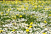 BELLIS, TARAXACUM & PRIMULA