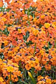 ERYSIMUM APRICOT DELIGHT