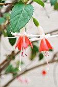 FUCHSIA LYES UNIQUE